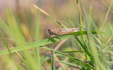 Küresel ısınma çekirge popülasyonunu artırdı; kültür bitkilerine zarar verecek