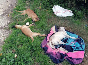 Tarsus'ta zehirlenen 10 köpek öldü