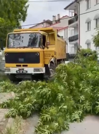 Sivas’ta kuvvetli rüzgarda ağaçlar devrildi