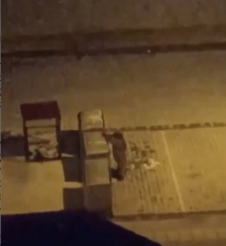 İlçe merkezinde yiyecek arayan ayılar kamerada