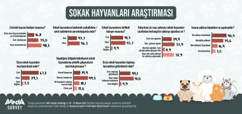 Sokak hayvanları araştırması: Yüzde 53,7 tehlikeli bulmuyor, çözüm kısırlaştırma