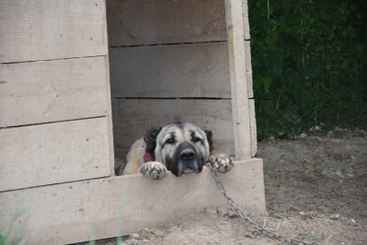 SİVAS İklim değişikliği nedeniyle Kangal köpeği üretimi yüzde 50 düştü (VİDEO EKLENDİ)