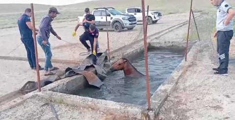 Batman'da atık petrol kuyusuna düşen atı itfaiye kurtardı
