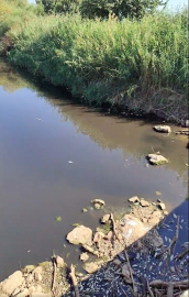 Gediz Nehri'nde balık ölümleri / Ek Fotoğraflar