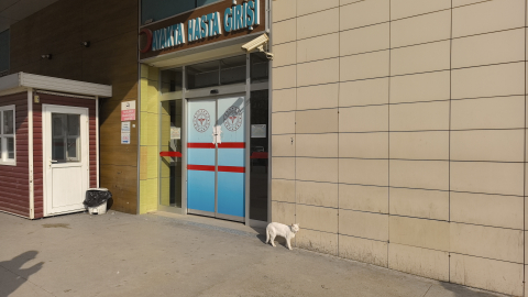 Bacağı kırılan kedi, hastanenin acil servisine geldi