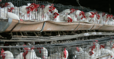 Meksika'da ilk kez bir insanda ‘H5N1’ türü kuş gribine rastlandı