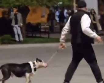 İstanbul - Bakırköy'de ağızlıksız gezdirilen pitbull köpeğe saldırdı; sahibine 76 bin lira ceza