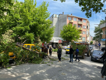Çanakkale'de kırılan ağaç dalı, 3 otomobile zarar verdi /Video eklendi