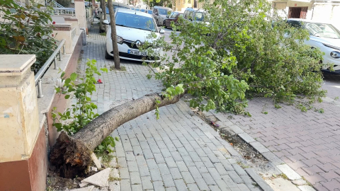 İstanbul - Avcılar’da rüzgar nedeniyle ağaç devrildi
