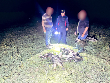 Uluabat Gölü'nde kaçak avcılara baskın; ele geçirilen 466 kilo canlı balık göle salındı