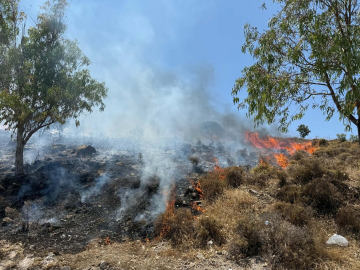 Muğla'da maki yangını