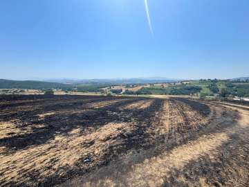 Sakarya'da 150 dönümlük buğday ve arpa tarlası yandı