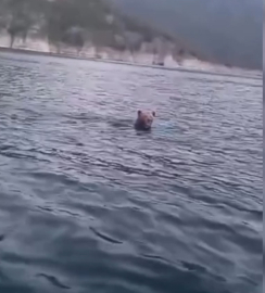 Barajda yüzen ayı kamerada