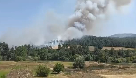 Bursa'da orman yangını (3)
