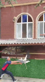Tokat- Verandadan düşen tek ayağı olmayan leyleği itfaiyeci havada yakaladı /Video eklendi