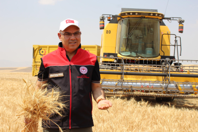 Ağrı'da 280 bin ton buğday, 160 bin ton arpa rekoltesi bekleniyor