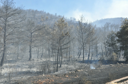 Manisa'da orman yangını (2)