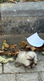 Turgutlu'da sokakta kedi başı bulundu iddiası