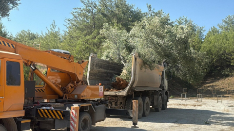 Milas’ta zeytin ağaçları taşınarak yaşatılıyor