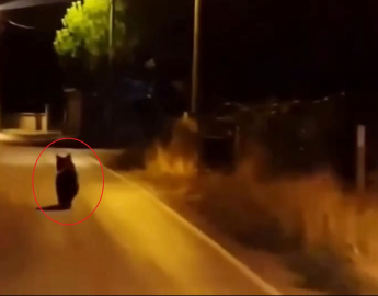 Köye inen ayı otomobilden koşarak kaçtı; o anlar kamerada