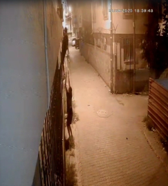 Korkuluklardan tırmanıp, penceredeki kediyi çaldılar / Video eklendi