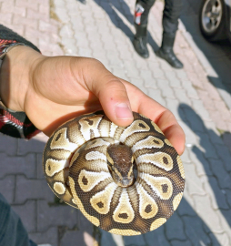Cebinden yavru piton çıkan kişiye para cezası