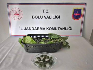 Yolcu otobüsünde ülkeye sokulması yasak olan 500 su kaplumbağası ele geçirildi