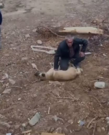 Fenalaşan köpeği kalp masajı yaparak kurtardı; O anlar kamerada