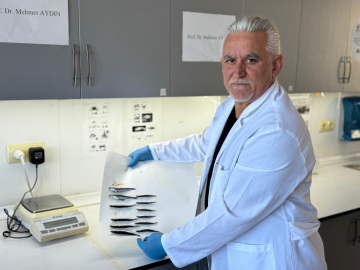 Karadeniz'de aşırı avcılık nedeniyle hamsi boyu küçüldü