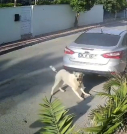 Havladığı gerekçesiyle köpeği vurup öldüren emekli polis hakkında 'yakalama' emri