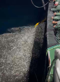 Çanakkale'de balıkçılar, avladıkları yüzlerce kasa yavru balığı denize bıraktı