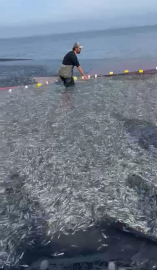 İznik Gölü'nde tek seferde 21 ton gümüş balığı yakalandı