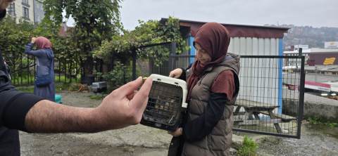 Kayıp kedi, patisinde mermiyle geri döndü