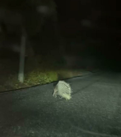 Aydın'da nesli tükenme altındaki oklu kirpi görüldü