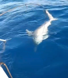 Amatör balıkçının oltasına köpek balığı takıldı