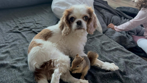 Epileptik nöbet geçiren sincap, tedavi için yurt dışına gönderilecek