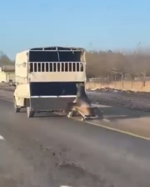 Kamyonetin arkasında dakikalarca sürüklenen atın durumu iyi