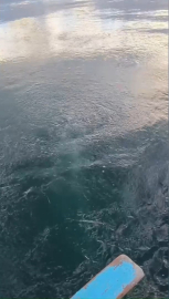 Sapanca Gölü'ndeki kabarcıklar endişeye yol açtı; uzmanı nedenini açıkladı