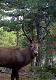 DKMP'den 'kızılgeyik' paylaşımı: Unutulmaz bir bakış attı