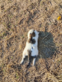 Mersin'de  kedinin işkenceyle  öldürüldüğü iddiasına soruşturma