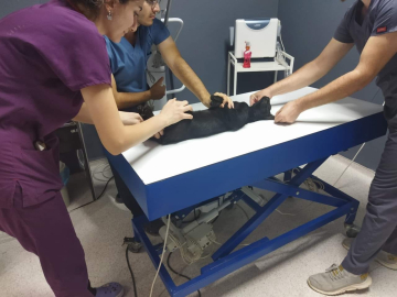 Sokak kedisini tüfekle öldüren şüpheliye ay hapis