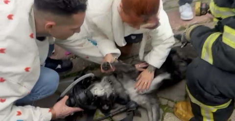 Yangında 2 köpekten biri öldü, diğeri kalp masajıyla yaşama döndürüldü