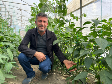 ‘En acı biber’in hasat zamanı