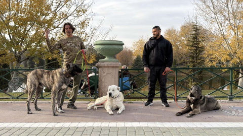 Türk çoban köpeklerini dünyaya tanıtıyor