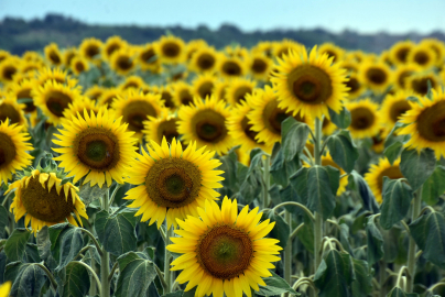 Edirne'de kuraklık nedeniyle üretici ayçiçeğinden uzaklaşıp, buğday ekimine yöneldi