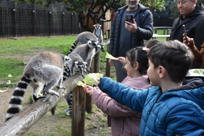 Engelli çocuklar, lemurlarla tanıştı