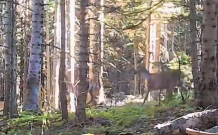 Yaban hayvanları fotokapanla görüntülendi