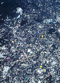 Seyhan Nehri'nde balık ölümleri