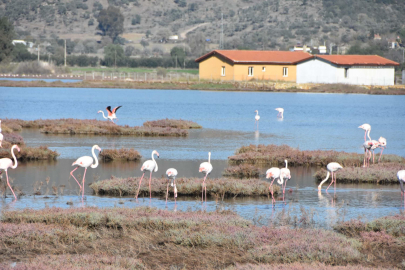 Flamingolara ev sahipliği yapan Tuzla Sulak Alanı'nda göl yüzeyi deniz maruluyla kaplandı