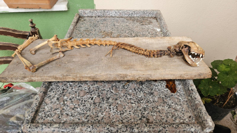 Artvin’de 55 santimetre boyunda hayvan iskeleti bulundu